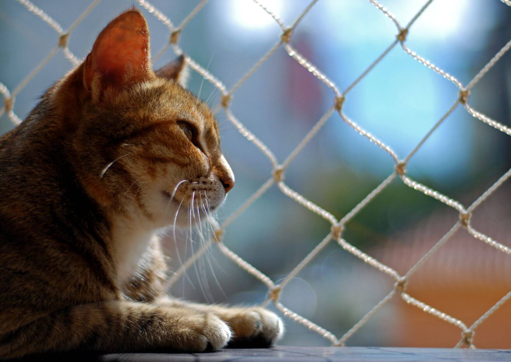 Siatka na okna – czyli jak zabezpieczyć balkon i zwierzęta